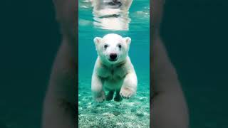Filhote De Urso-Polar Nadando Debaixo Dágua Momento Fofo E Curioso