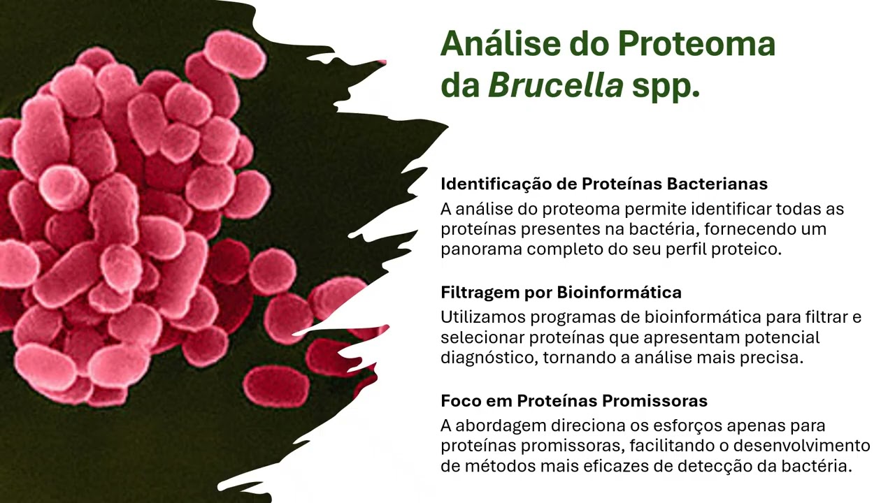 Testes imunocromatográficos para diagnóstico de brucelose bovina