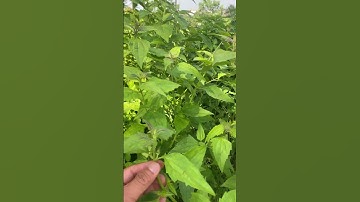 Cây cỏ Lào cầm máu và chữa kiết lị#covenduongvlogs #farming #câythuốcquý #caythuoc #câythuốcnamquí