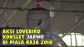 AKSI LOVEBIRD KONSLET JARWO DI PIALA RAJA 2018
