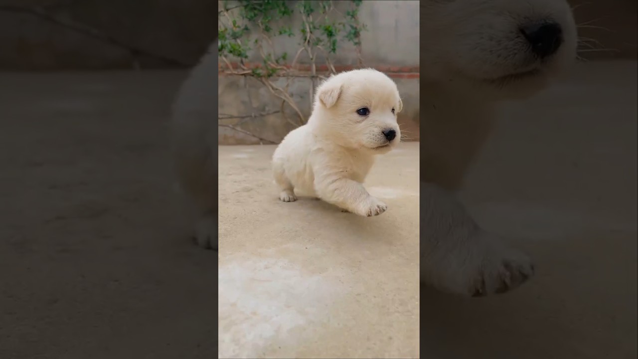 cute puppy  🐶 😍 💕 💖 #dogtalk #dogcommunication #germanshepherd #petsempire #malinois