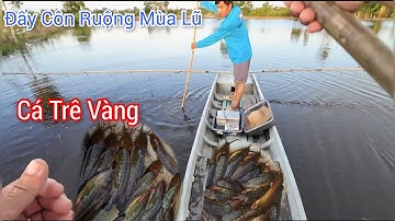 Kích Lạnh 40₫/ Đẩy Côn Ruộng Cá Trê Vàng Ú Nu Nổi Đẹp Mùa Nước Lũ / 30,9, 2024