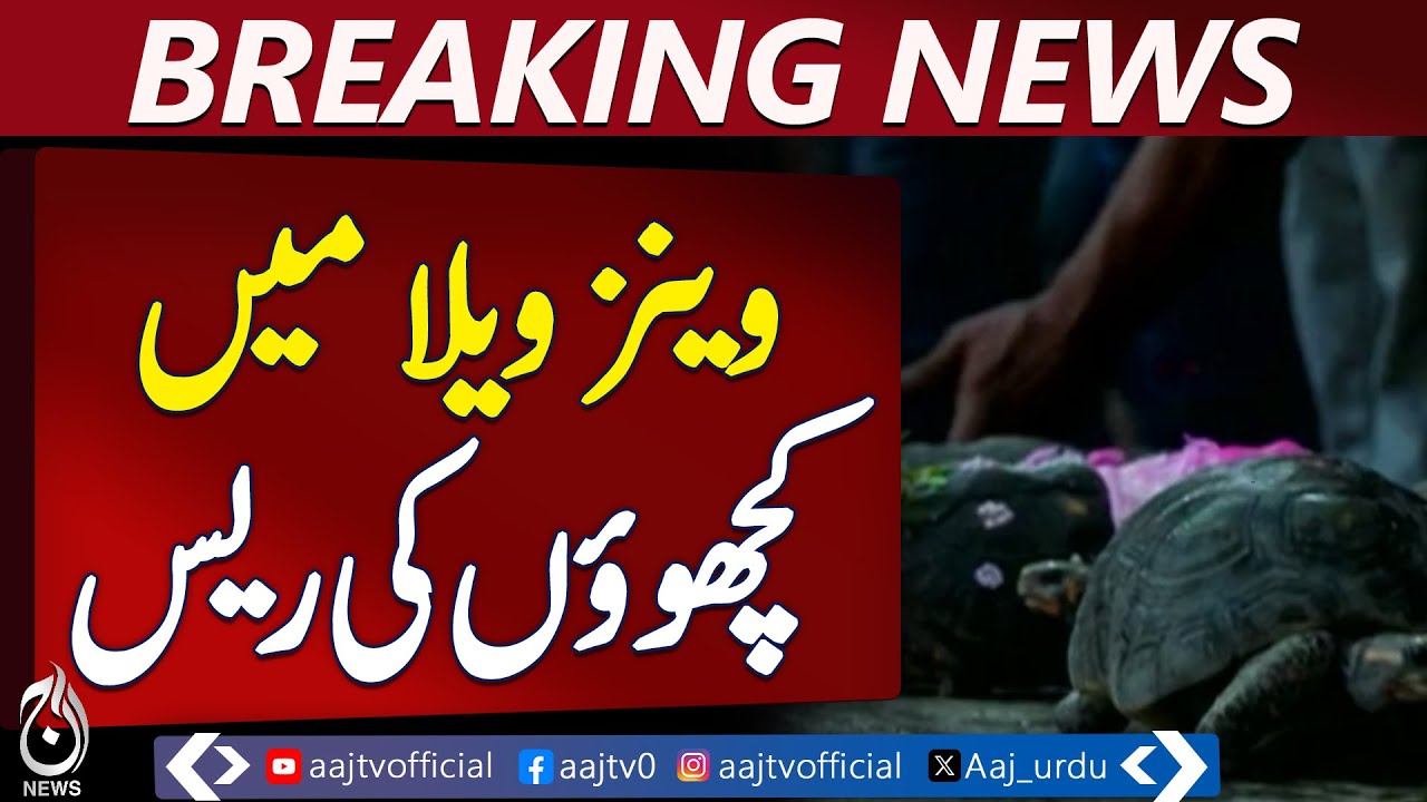 Roberto Wins Exciting Turtle Race Held in Venezuela - Pakistan news