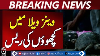 Roberto Wins Exciting Turtle Race Held in Venezuela - Pakistan news