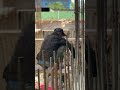 Stop Making These 5 Common Mistakes #shorts #ytshorts #viral #trending #column #construction #civil