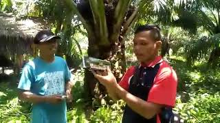 Testimoni eco farming pada kelapa sawit