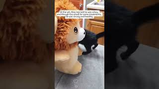 MurphyThe Kitten Who Found His Forever Home💔 #rescue #lovestory #fyp #animalrescue #family