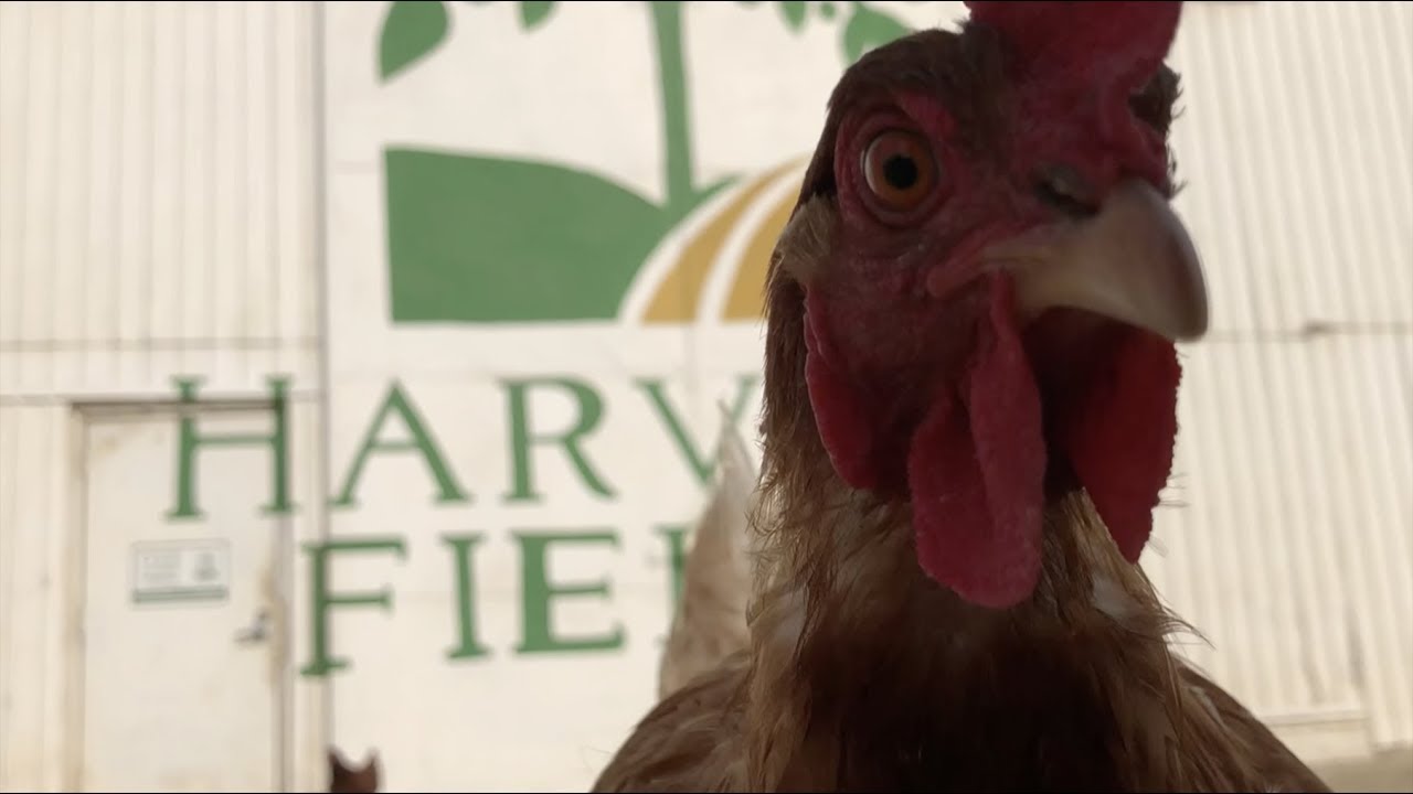 Harvest Fields Organic Farm in Fresno