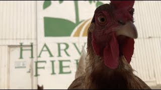 Harvest Fields Organic Farm in Fresno
