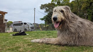 Irish wolfhound Stay at the cottage and have a wonderful time