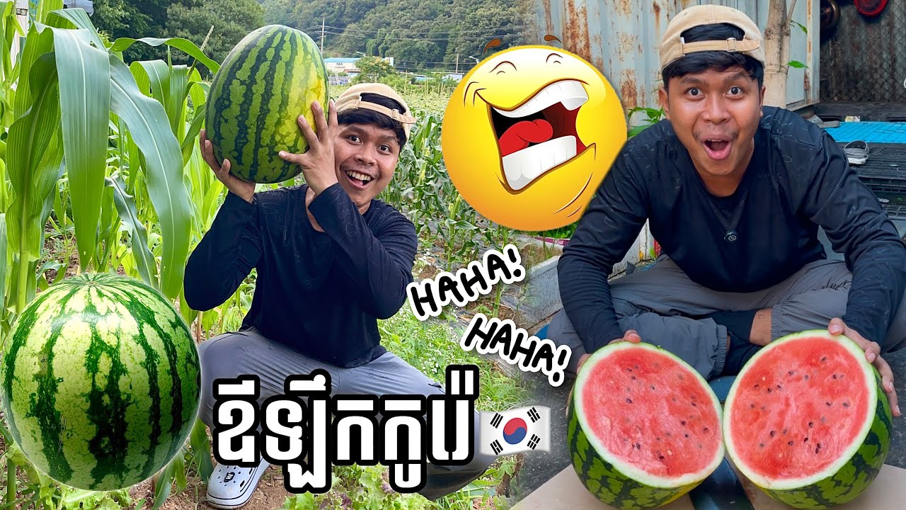 ឪឡឹកកូរ៉េធំៗណាស់🔥😂ពូចិត្រFunny