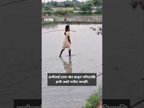 Duck march: पर्यावरण-अनुकूल खेतीलाई सहयोग गर्ने गरी हाँस पाल्ने दशकौँ पुरानो चलन - BBC Nepali Sewa