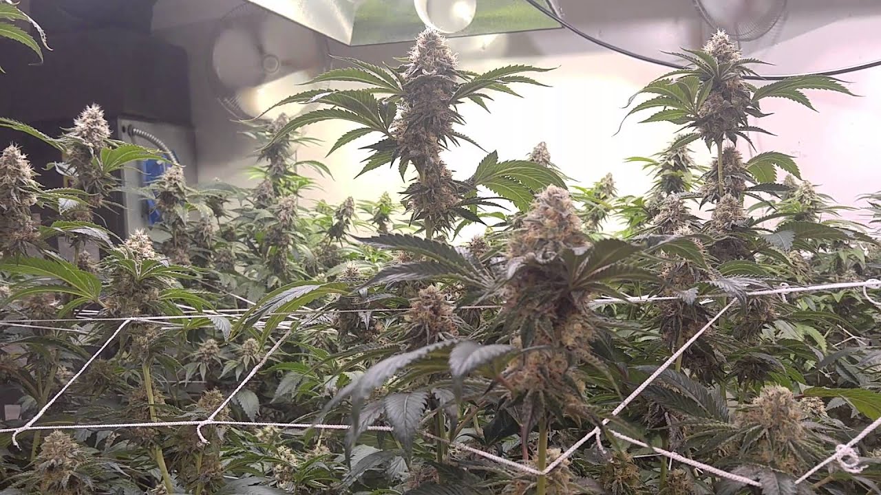 Tahoe OG Day 49 OMMP Grow