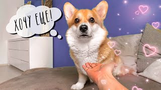 ГЛАЖУ собаку 10 минут! Реакция Таффи/ ВЕЛЬШ КОРГИ ГЛАЖУ собаку 10 минут! Реакция Таффи/ ВЕЛЬШ КОРГИ
