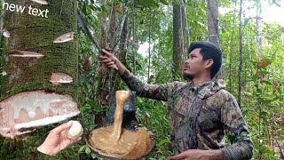 PROSES PEMBUTAN GETAH BENDO ATAU PULUT BURUNG