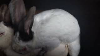 секс кроликов