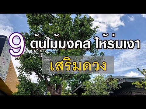 วีดีโอ: ปลูกต้นไม้ในร่ม - พืชเมืองร้อนในร่มเพื่อร่มเงา