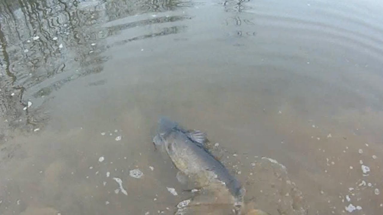 Fishing Blue Marsh Stilling Basin - YouTube