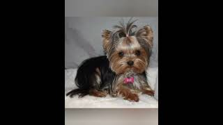 #йорк #собака #York #dog  #рекомендации #тренд #shorts #recommended #trend #puppy  #recommendation