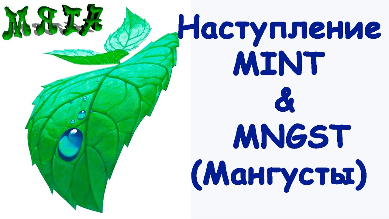Наступление MINT & MNGST(Мангусты)
