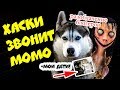 DOGVLOG: ЧТО ТАКОЕ МОМО? Почему MOMO страшно КРЯХТИТ и ШИПИТ? Говорящая собака #momo