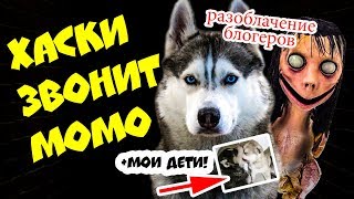 DOGVLOG: ЧТО ТАКОЕ МОМО? Почему MOMO страшно КРЯХТИТ и ШИПИТ? Говорящая собака #momo