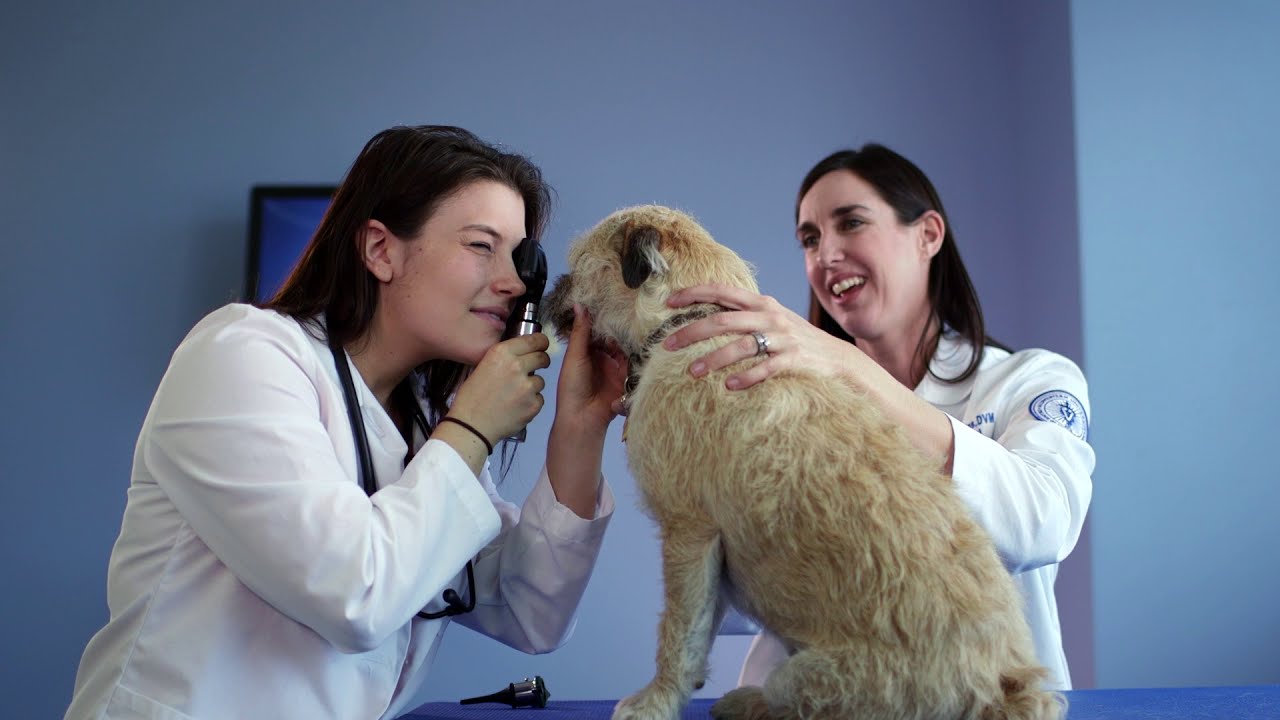 Midwestern University Companion Animal Clinic - Specialty Care