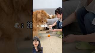 Download Lagu GUKGUK IS WEARING GLOVES :) #shorts #funny #cutedog #fyp MP3