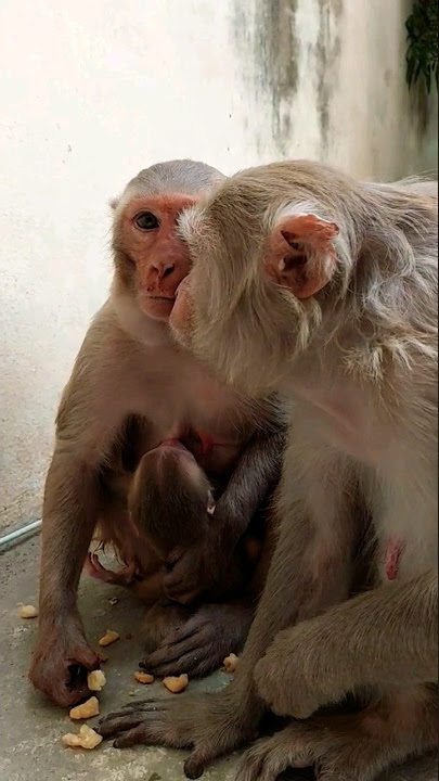 monkey love #bandar #monkey #monkeyvideo