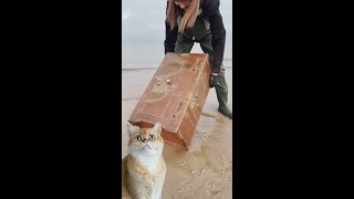 Found a Safe in the Sea 🌊🔒 | Wow! What I got Will Amaze You! 😲 🕵️‍♀️ #cats #beach #treasurehunting