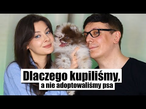 Wideo: W jaki sposób psy wybierają przyjaciół?