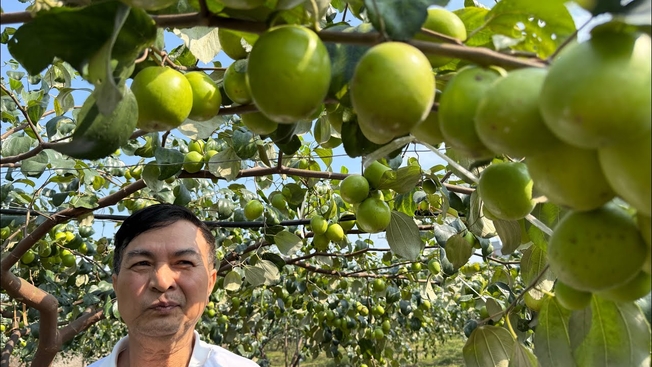 ￼Táo  kim đại mật vụ 2025 bí quyết cho táo quả to  4-7 qua /1 kg thu sớm trước vụ ,Hạn chế nhện đỏ