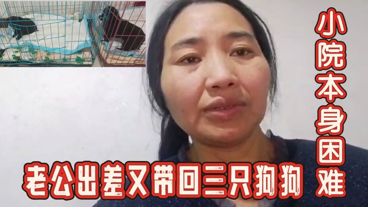 2026-3-1 Aunt He from Tianjin and her stray dog  小院本身就困难重重，结果老公出去又捡三只流浪狗回来。
