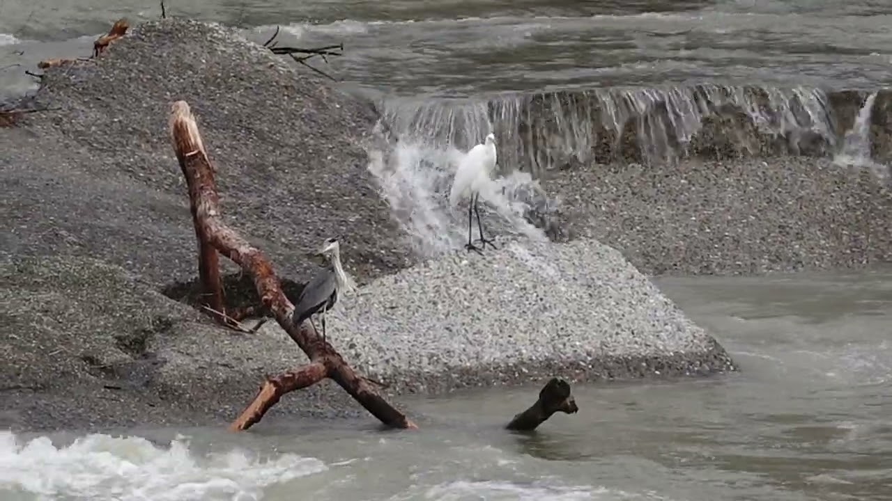 Бёрдвотчинг на реке Сочи