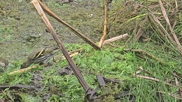2024-11-12 LJUBLJANA Botanični vrt PASSERIFORMES Erithacus rubecula TAŠČICA