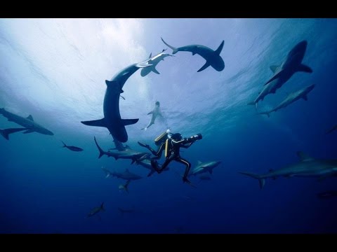 "Одиссея" уже в кино; "Землетрясение". "Индустрия кино" от 02.12.16