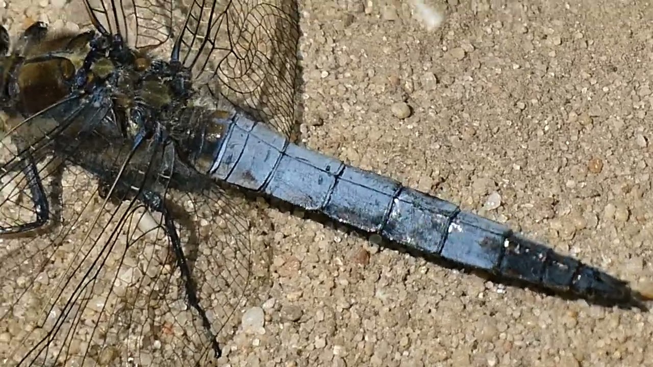 Gewone oeverlibel beweegt zijn achterlijf