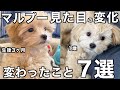 【マルプー成犬は可愛くないは嘘！】成長での見た目の変化7選！1歳までに変わったことを紹介♪【ミックス犬】