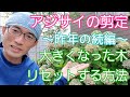 【アジサイの剪定②】大きくなった木をリセットし小さく維持する方法🌱✨