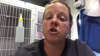 Video tip of the day - canine influenza