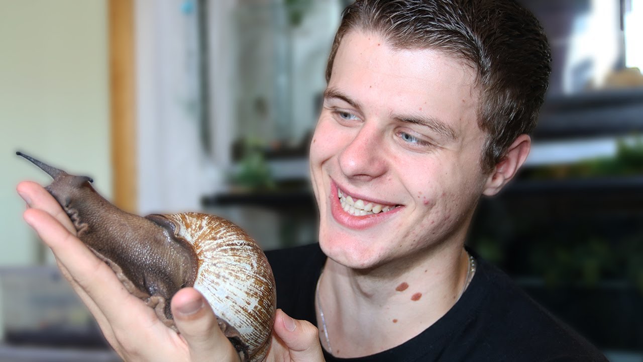 DES ESCARGOTS GÉANTS - EUBLEPHARIS