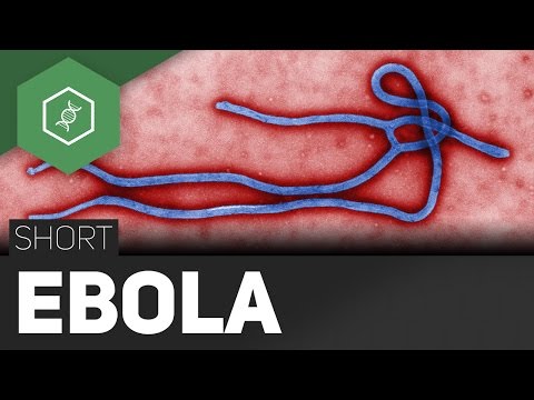 Video: Wo kommt Ebola vor?