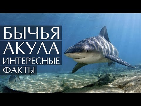 Бычья Акула - интересные факты