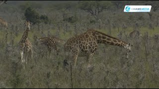 Ruma National Park Home To Kenyas Rare Species Of Wildlife