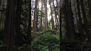 Looking up at the trees 🌳
