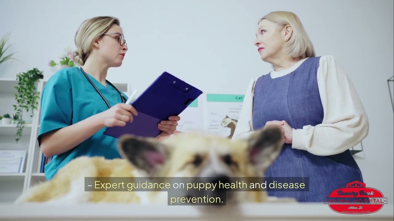 Safe & Effective Puppy Vaccines Plano TX | Country Creek Animal Hospital