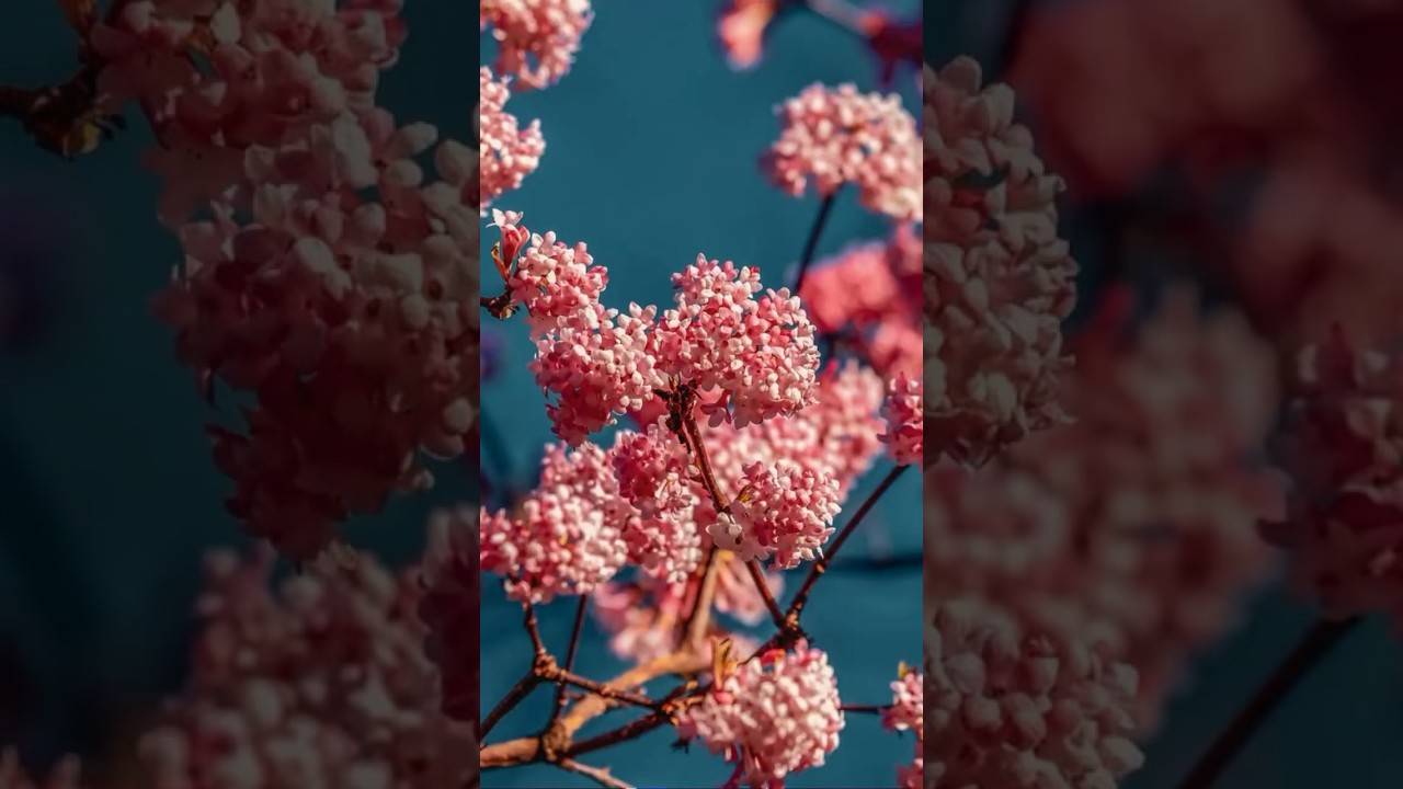 Viburnum Suspensum: A Gardener's Guide 