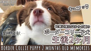 A two month old Border Collie dog came home