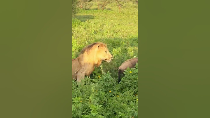 Lion Walks Right into Sleeping Wildebeest 😲