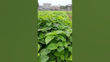 Cây Ngưu tất một loại cây dược liệu quý với 5tác dụng chính trong y học dân tộc. #cayduoclieuquy.